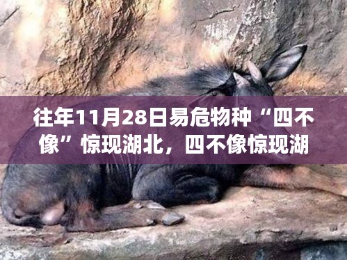 四不像驚現(xiàn)湖北引熱議，瀕危物種偶然現(xiàn)身引發(fā)思考及關(guān)注焦點分析
