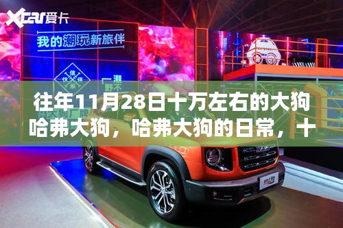 建議，十一月二十八號的溫馨記憶，哈弗大狗的日常