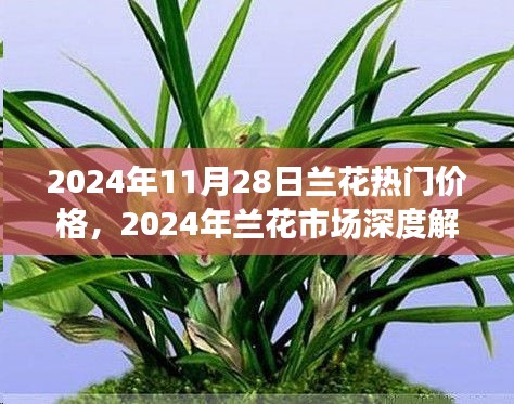 2024年蘭花市場深度解析，熱門價格與特性評測