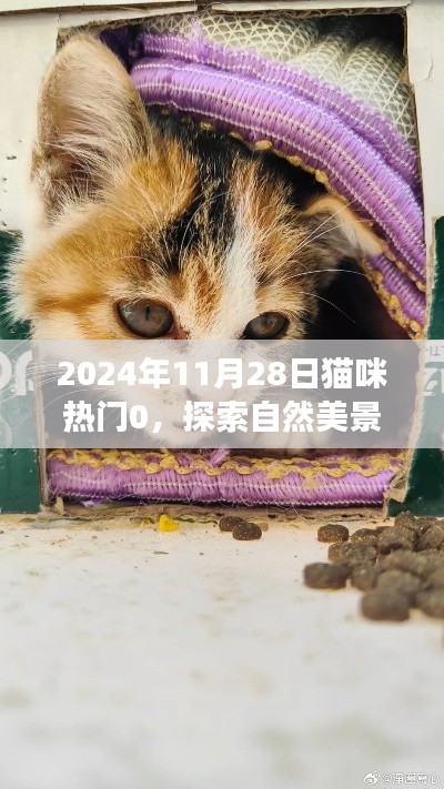 與貓咪共探自然美景，一場心靈洗滌的奇妙之旅（2024年11月28日貓咪熱門0）