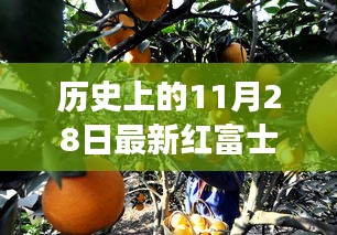 紅富士果實見證友情紐帶，歷史上的11月28日新品種故事