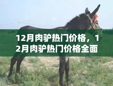 12月肉驢熱門價(jià)格詳解，全面評(píng)測(cè)與介紹