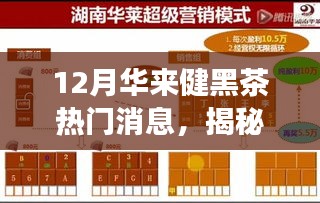 揭秘十二月華來健黑茶熱潮，最新動態與深度解讀