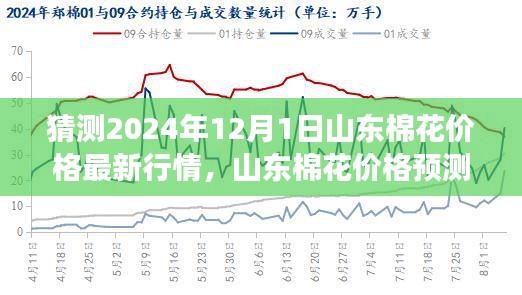 2024年預測，山東棉花價格行情展望與觀點碰撞