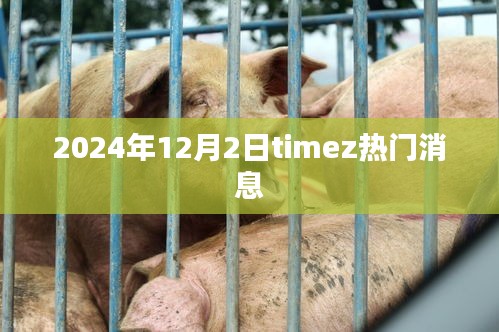 2024年12月2日timez熱門(mén)消息