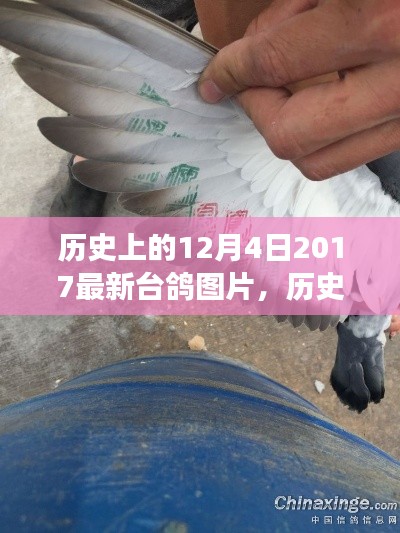 歷史上的今天，臺鴿展翅，自信與成就感的源泉——最新臺鴿圖片發(fā)布