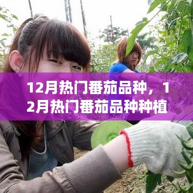 12月熱門番茄品種種植指南，從新手到專家的一站式指南