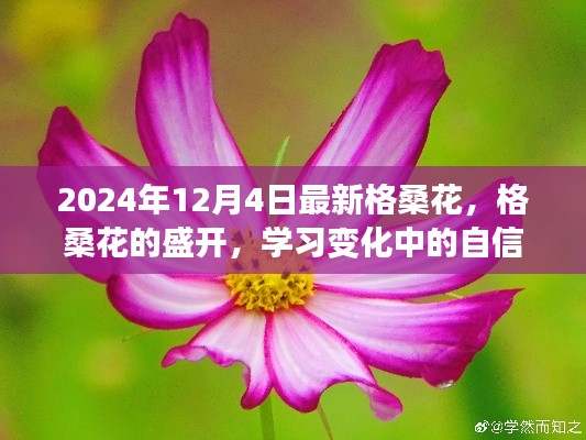 格桑花的盛開之旅，自信與成就的蛻變之路（2024年12月4日最新資訊）