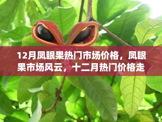 12月鳳眼果市場風云解析，價格走勢深度探討