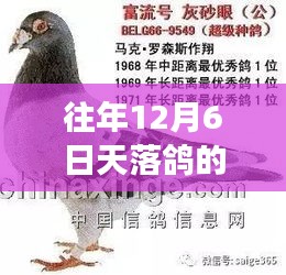 鼓舞人心的勵志之旅，天落鴿的奇跡與力量，歷年12月6日的故事更新