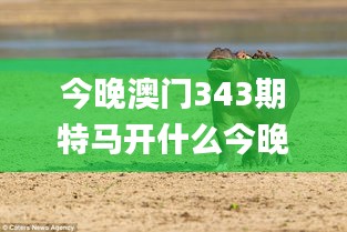 今晚澳門343期特馬開什么今晚四不像,預測解答解釋落實_網頁款7.520