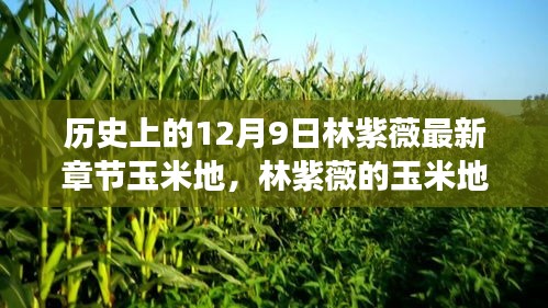 林紫薇的玉米地，歷史勵志篇章與自我成長的奇跡