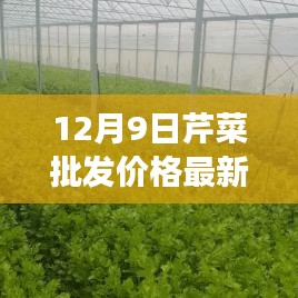 12月9日芹菜批發價格最新行情及市場走勢深度解析與未來趨勢預測