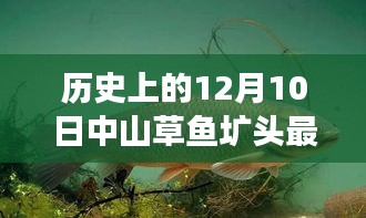 歷史上的中山草魚壙頭價(jià)格演變與當(dāng)前市場(chǎng)觀點(diǎn)，聚焦中山草魚壙頭最新價(jià)格動(dòng)態(tài)
