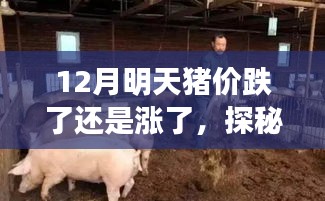 探秘小巷特色小店，揭秘豬肉行情與美味豬肉的饕餮之旅