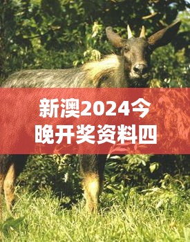 新澳2024今晚開獎資料四不像：超越期待的開獎新風潮