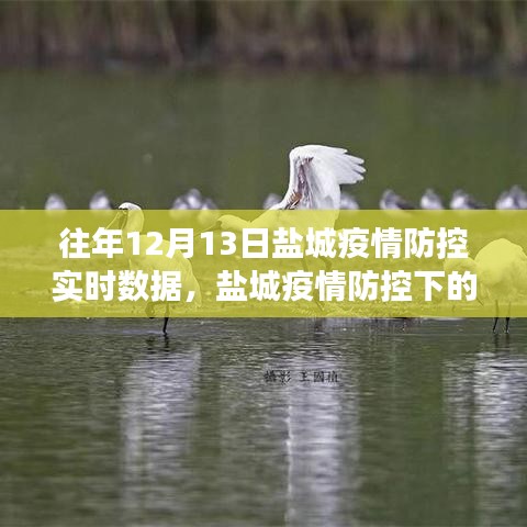 鹽城疫情防控下的綠色之旅，實時數據與內心寧靜的追尋