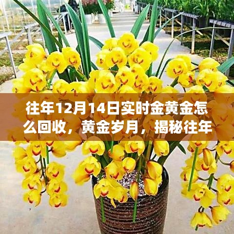 揭秘黃金回收市場，十二月十四日黃金回收市場動態與黃金歲月價值解析