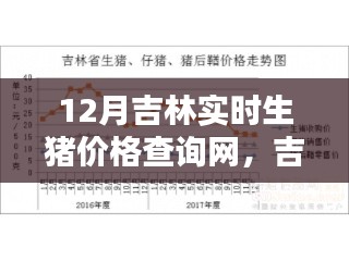 吉林實時生豬價格查詢網使用指南，從初學者到進階用戶，一鍵查詢12月最新生豬價格