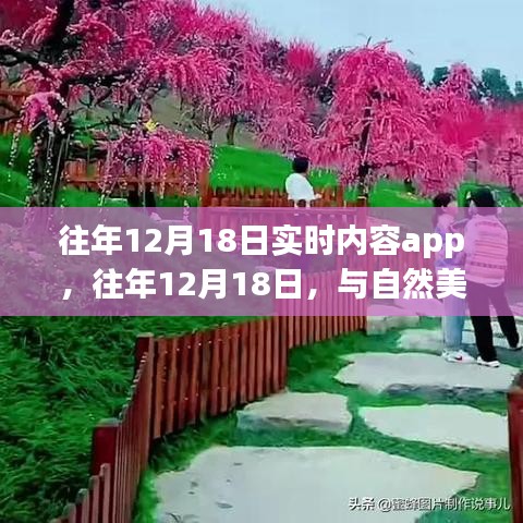 往年12月18日實時內容app，與自然美景的不期而遇的心靈之旅領航者