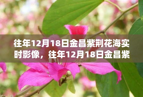 往年12月18日金昌紫荊花海，與自然的浪漫邂逅實時影像回顧