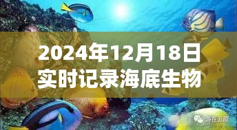 海底探險利器，2024年海底生物實時記錄相機使用指南與體驗