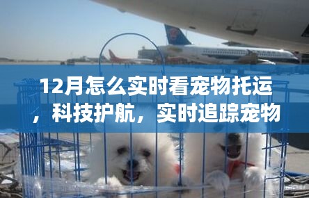 科技護航下的寵物托運追蹤，智能系統實時體驗寵物托運之旅