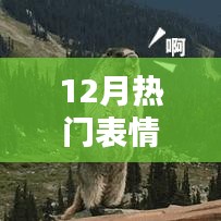 12月熱門表情包土撥鼠，網絡新寵狂歡來襲