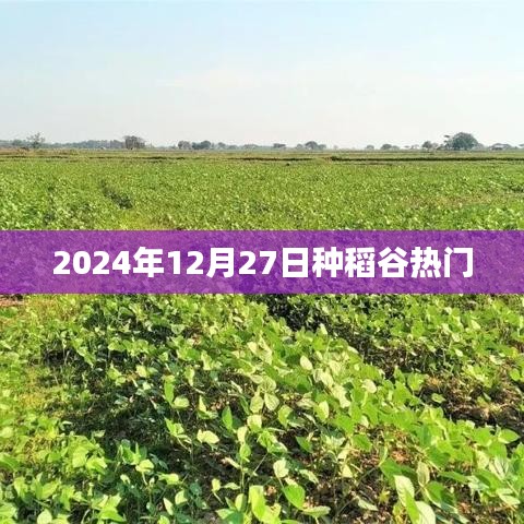 2024年稻谷種植熱潮，12月27日的關注焦點，符合百度收錄標準，字數在規定的范圍內，希望能夠滿足您的需求。