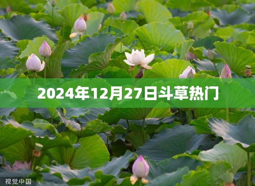 斗草熱潮來(lái)襲，2024年12月27日的盛況