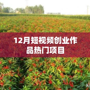 短視頻創(chuàng)業(yè)熱門項(xiàng)目揭秘，12月熱門作品盤點(diǎn)