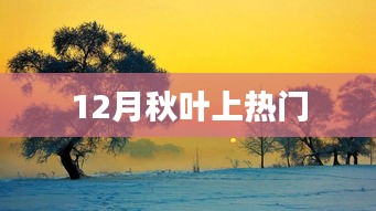 秋葉盛景，12月成熱門焦點