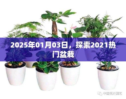 探索熱門盆栽，預(yù)測2025年盆栽流行趨勢