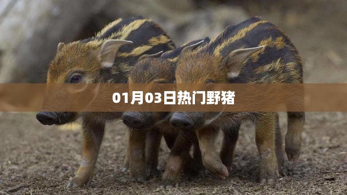 熱門野豬事件，最新動(dòng)態(tài)揭秘