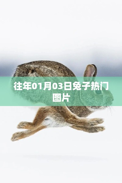 兔子熱門圖片盤點，日期回溯至一月三日