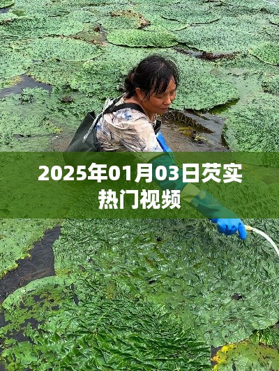 芡實熱門視頻前瞻，2025年1月3日一覽