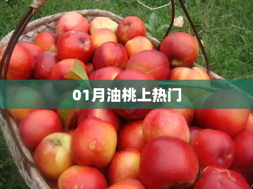 一月油桃火爆全網