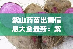 紫山藥苗出售信息大全最新：紫山藥種苗 