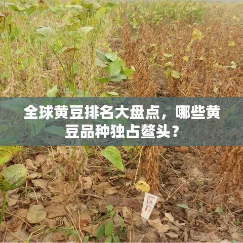 全球黃豆排名大盤點，哪些黃豆品種獨占鰲頭？