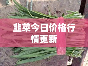 韭菜今日價格行情更新