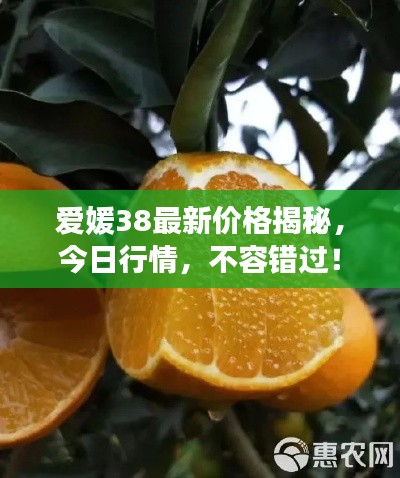 愛媛38最新價格揭秘，今日行情，不容錯過！