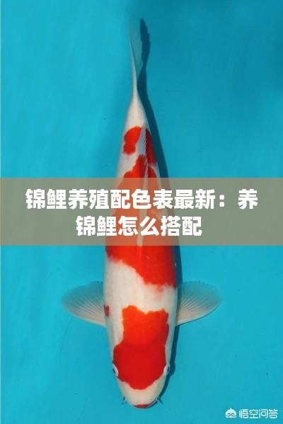 錦鯉養殖配色表最新：養錦鯉怎么搭配 