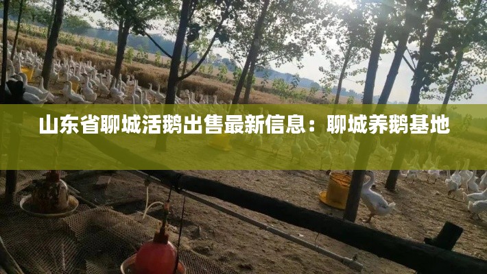 山東省聊城活鵝出售最新信息：聊城養鵝基地 