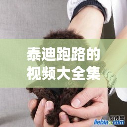 泰迪跑路的視頻大全集最新：泰迪跑丟了怎么找回來 