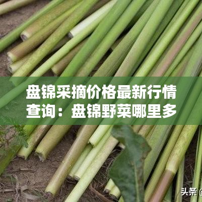 盤錦采摘價格最新行情查詢：盤錦野菜哪里多 