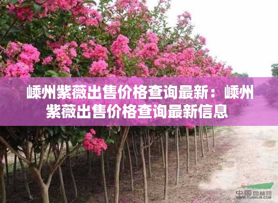 嵊州紫薇出售價格查詢最新：嵊州紫薇出售價格查詢最新信息 