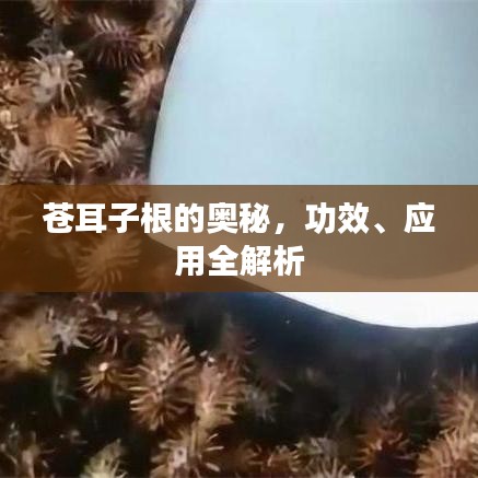 蒼耳子根的奧秘，功效、應用全解析