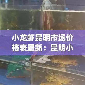 小龍蝦昆明市場價格表最新：昆明小龍蝦多少錢一公斤2020 