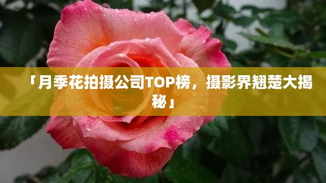 「月季花拍攝公司TOP榜，攝影界翹楚大揭秘」