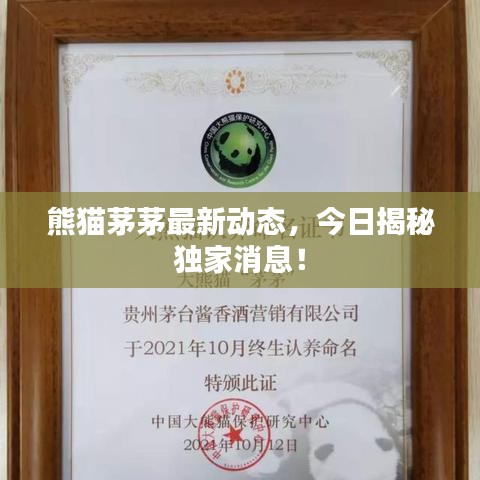 熊貓茅茅最新動態，今日揭秘獨家消息！
